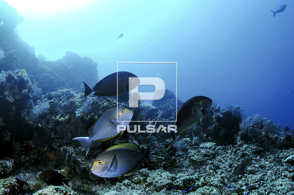 Peixe cirurgião alongado - Parque Nacional de Komodo - 