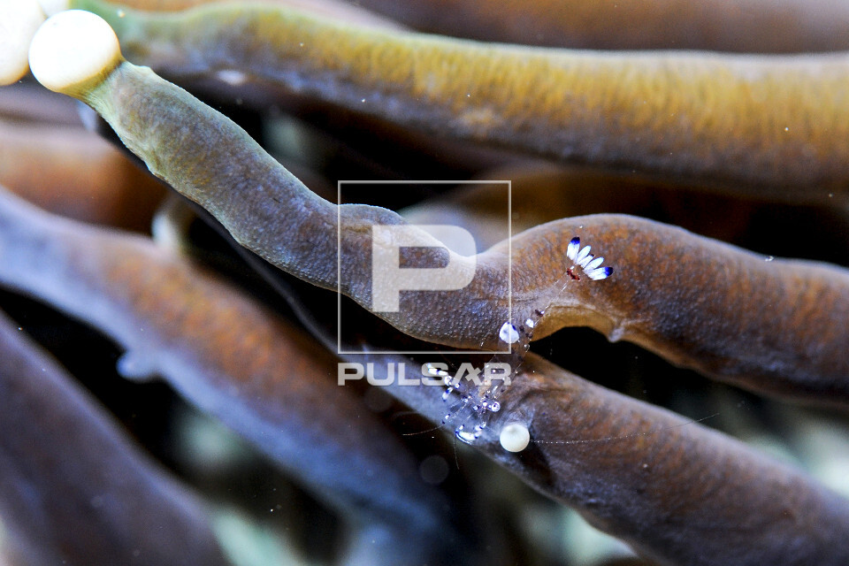Detalhe de camarãozinho de anêmona sobre tentáculo de uma anêmona-do-mar - Parque Nacional de Komodo - 