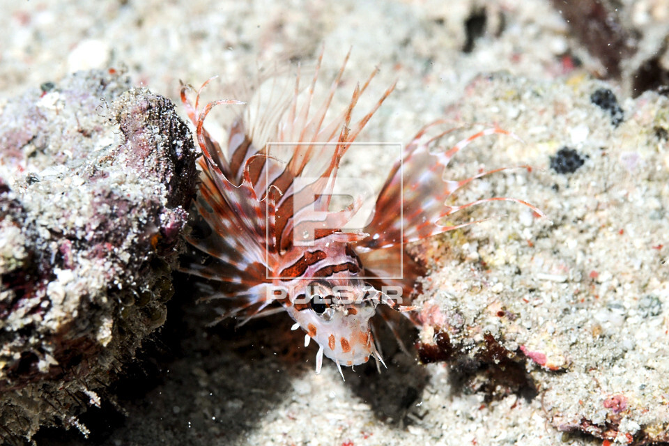 Peixe-leão juvenil - Parque Nacional de Komodo - 