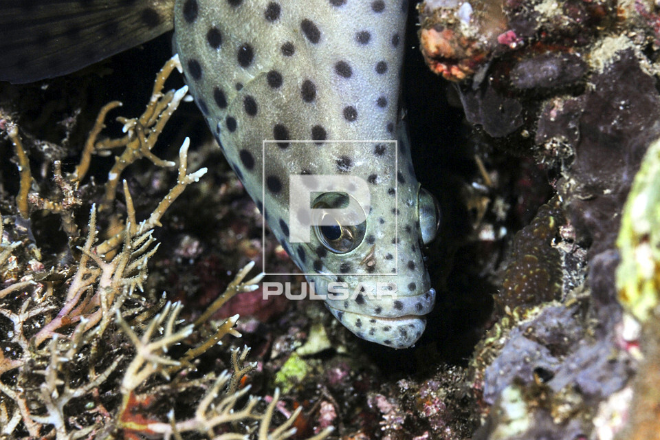 Detalhe de bacalhau barramundi ou garoupa de bossa - Parque Nacional de Komodo - 