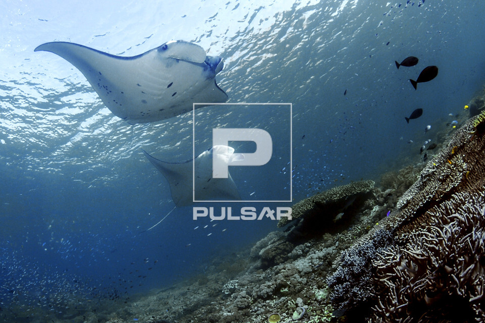 Duas arraias jamantas - Parque Nacional de Komodo - 
