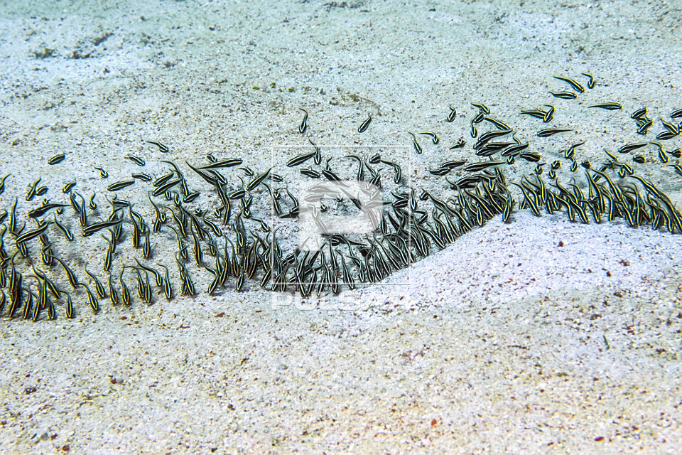 Cardume de peixe-gato enguia listrado se alimentando - Parque Nacional de Komodo - 