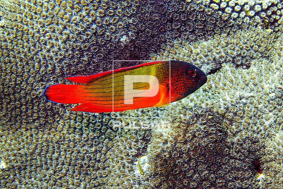 Peixe cirritídeo juvenil - Parque Nacional de Komodo - 
