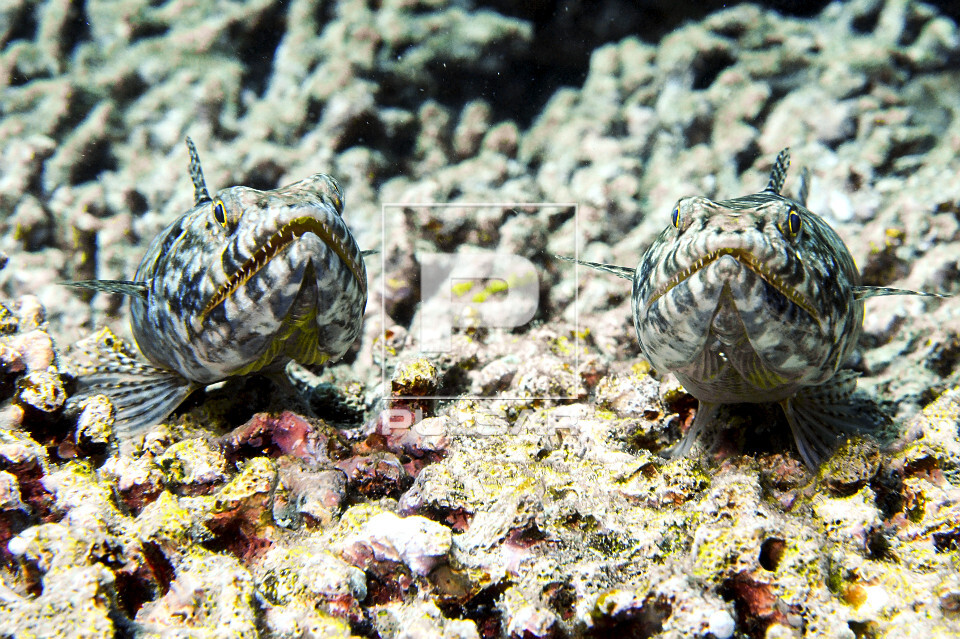Dupla de peixes-lagarto também denominado lagarto-do-mar , tiravira , traíra-das-pedras , traíra-do-mar - P
