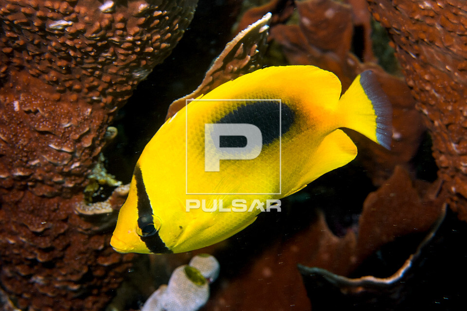 Peixe-borboleta - Parque Nacional de Komodo - 