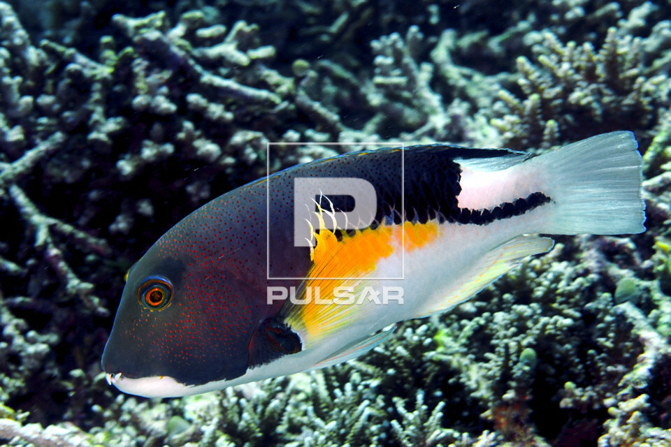 Budião - Parque Nacional de Komodo - 