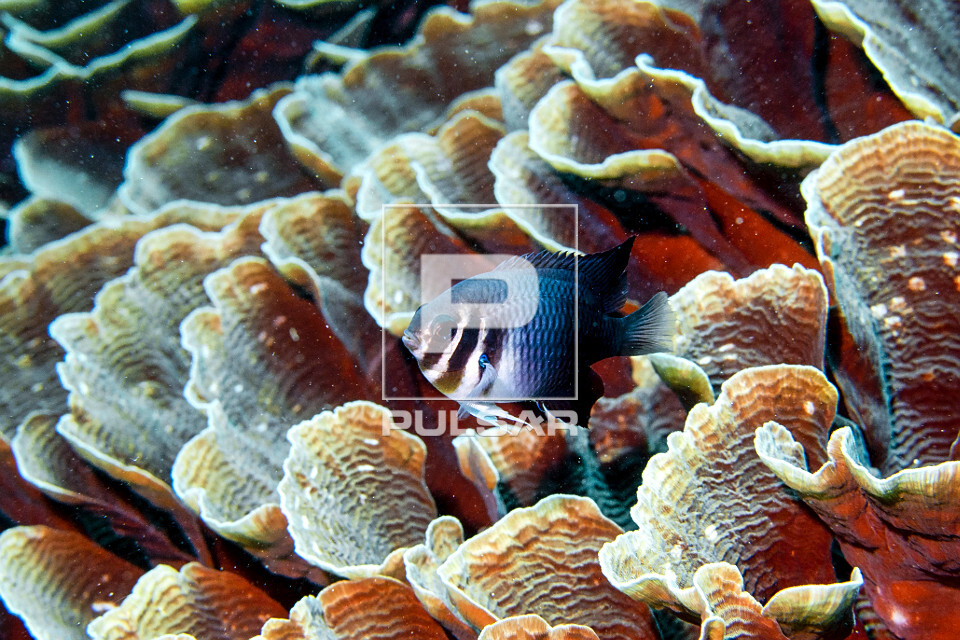 Donzelinha em um coral - Parque Nacional de Komodo - 
