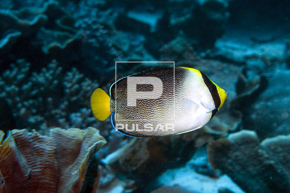 Peixe-borboleta - Parque Nacional de Komodo - 