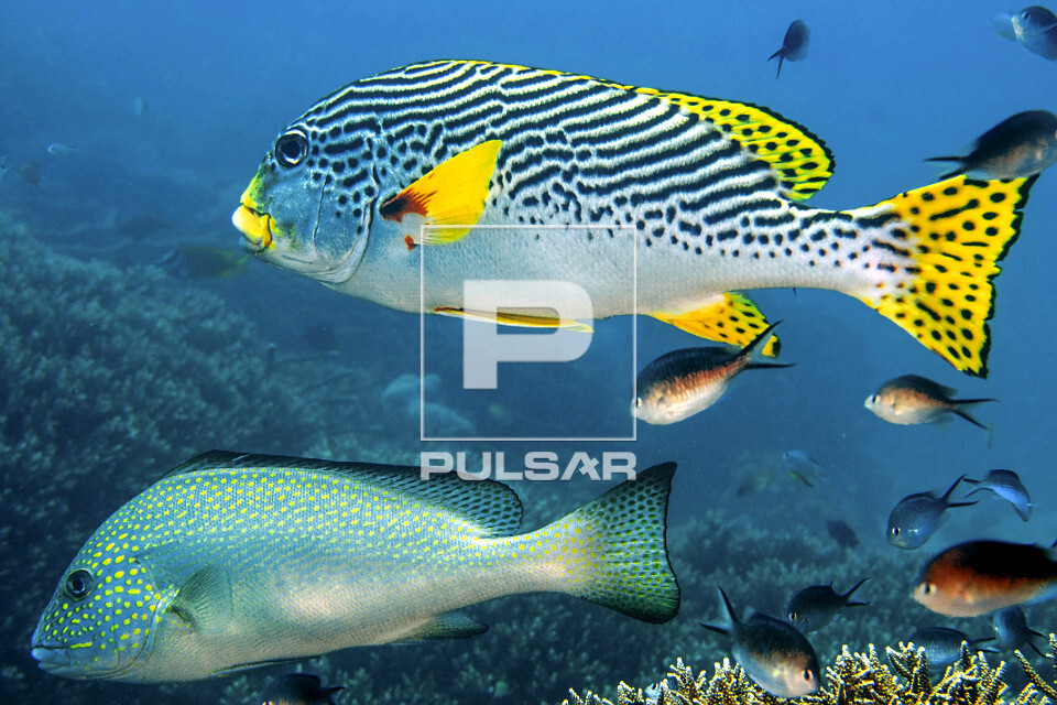 Peixes hemulídeos - Parque Nacional de Komodo - 