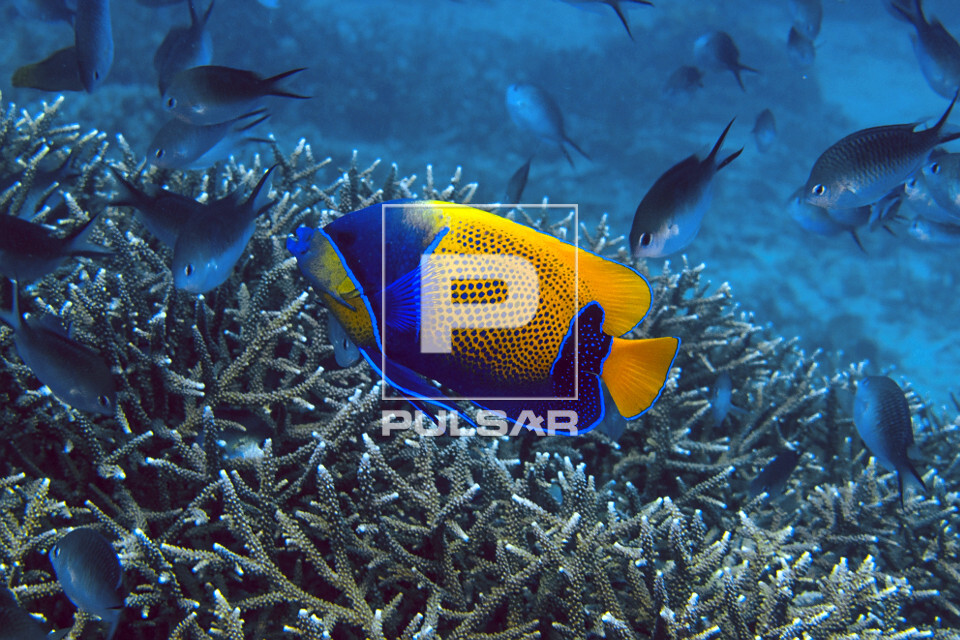 Peixe-anjo - Parque Nacional de Komodo - 