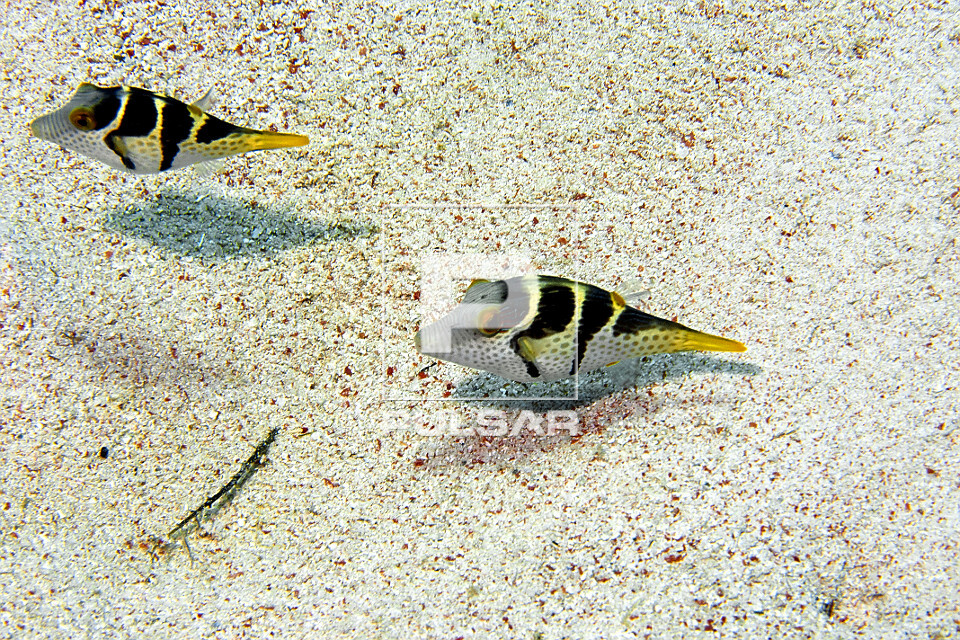 Par de peixes tetraodontídeos - baiacu ou peixe balão - Parque Nacional de Komodo - 