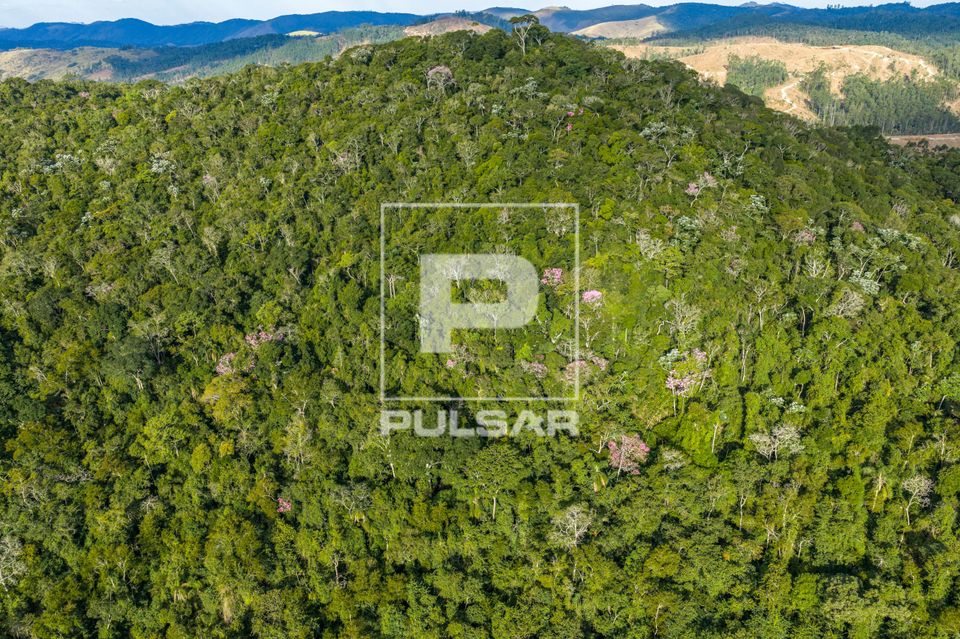 Vista de drone de ipês floridos em fragmento florestal de Mata Atlântica - relevo montanhoso