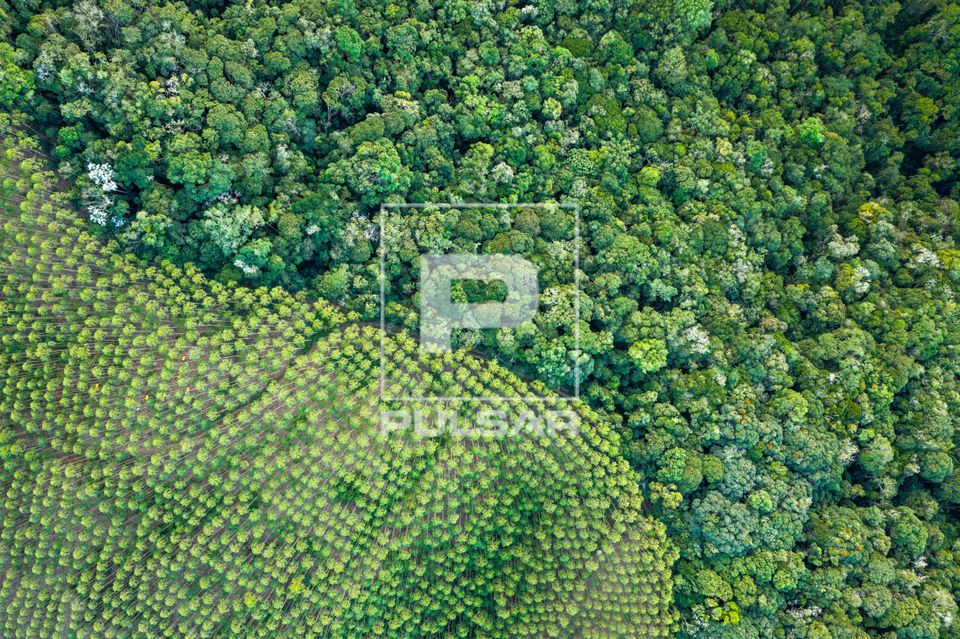 Vista de drone do contraste entre plantação de eucalipto e mata atlântica do Parque Estadual Serra do Mar �