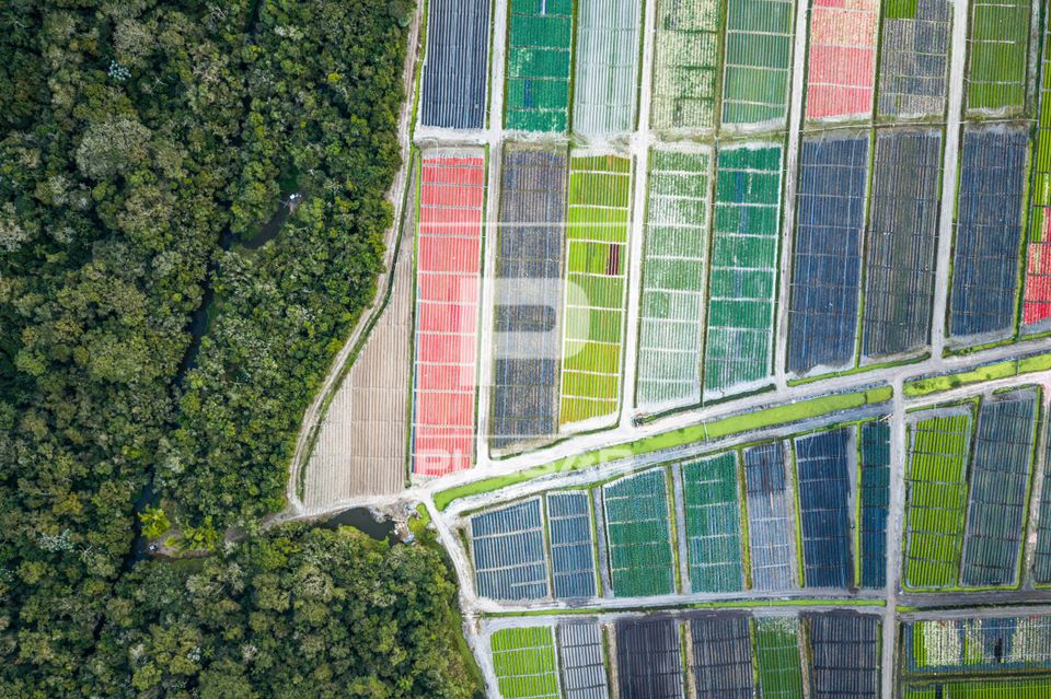 Vista de drone de fragmento de Mata Atlântica e produção agrícola irrigada por canais de água do rio Tiet
