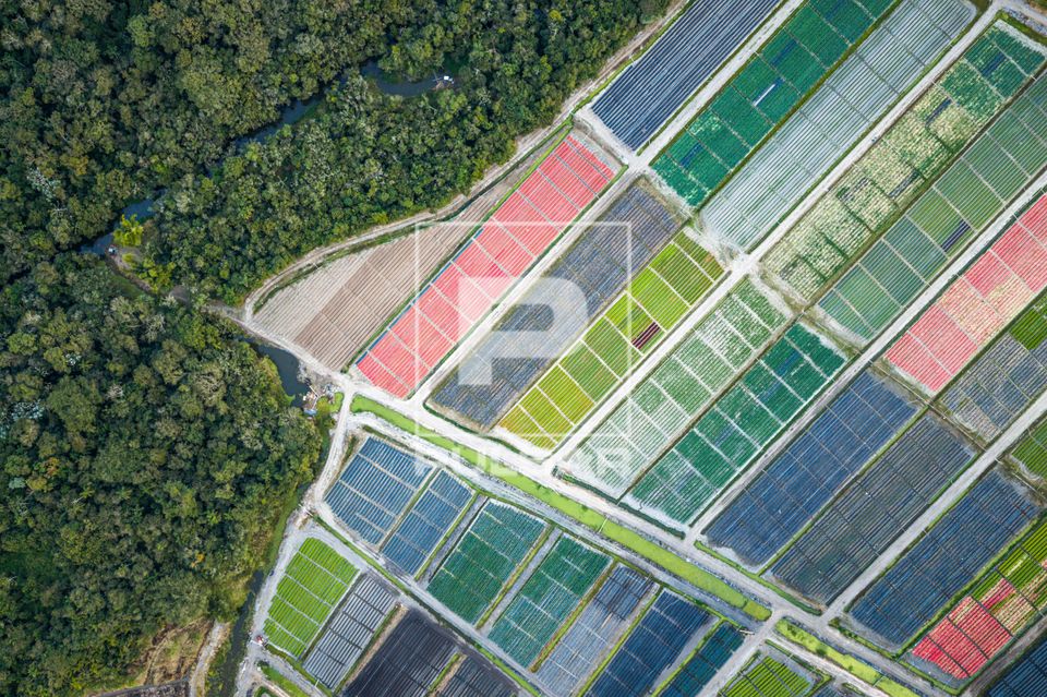 Vista de drone de fragmento de Mata Atlântica e produção agrícola irrigada por canais de água do rio Tiet