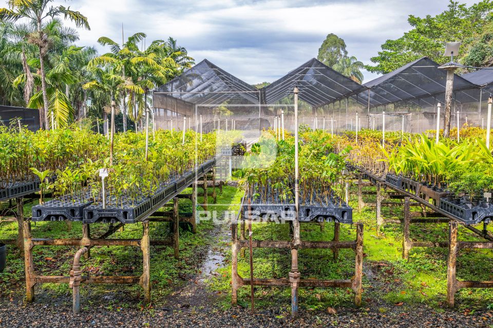 Viveiro de mudas de espécies nativas da Mata Atlântica na unidade Embrapa Meio Ambiente