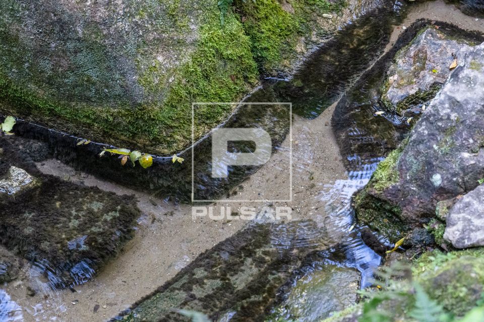Nascente geográfica do rio Tietê na Mata Atlântica - Parque Nascentes do Tietê - Alto Tietê 