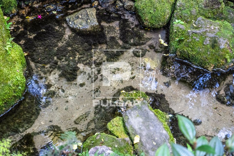 Nascente geográfica do rio Tietê na Mata Atlântica - Parque Nascentes do Tietê - Alto Tietê 