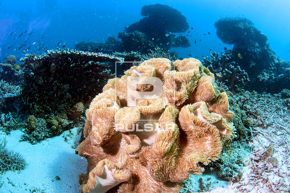 Anêmona-do-mar gigante no Parque Nacional de Komodo - 