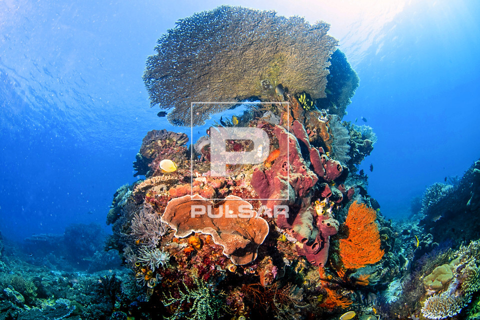 Recife biodiverso e saudável com várias espécies de coral e esponja - Parque Nacional de Komodo - 