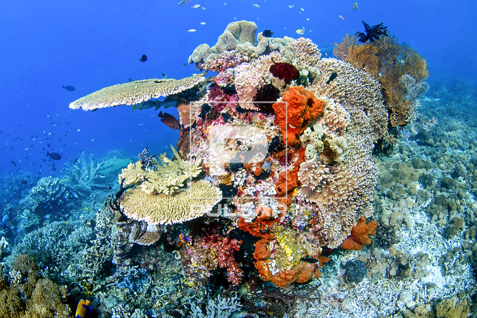 Recife biodiverso e saudável com várias espécies de coral e esponja - Parque Nacional de Komodo - 
