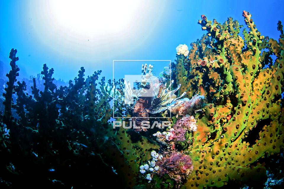Peixe leão em um coral sol - Parque Nacional de Komodo - 