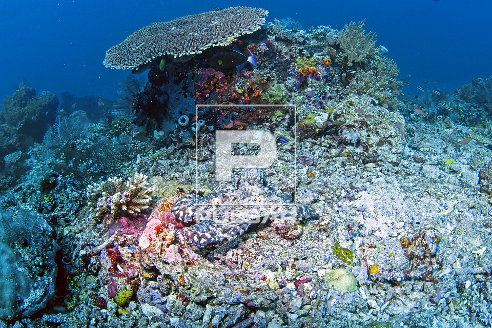 Polvo comum camuflado em recife de corais - Parque Nacional de Komodo - 