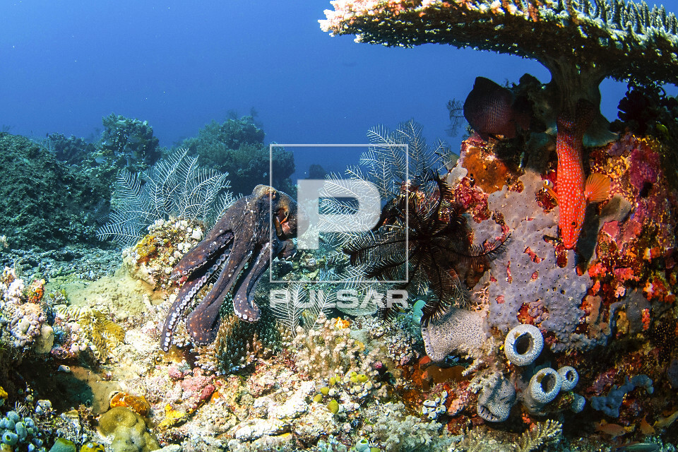 Polvo comum nada próximo a garoupa de coral ou garoupa estrelada - Parque Nacional de Komodo - 