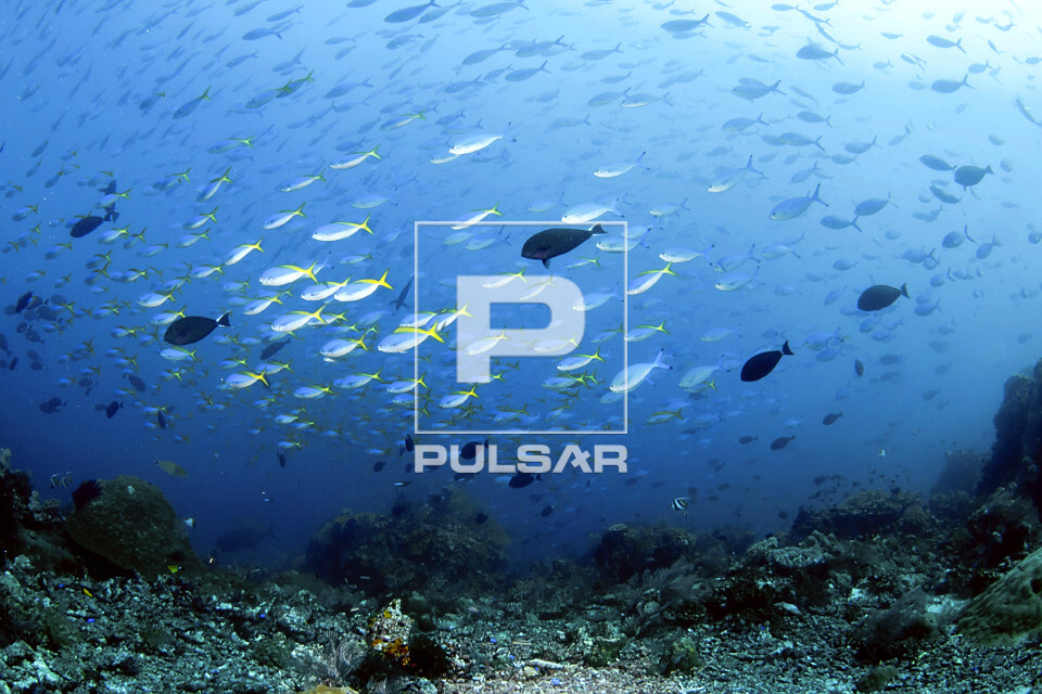 Cardume de fuzileiros - Parque Nacional de Komodo - 
