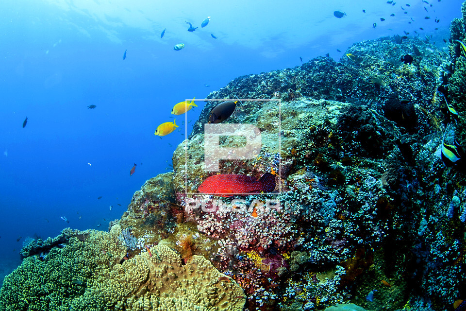 Garoupa de coral , um par de peixes coelho e um barbeiro - Parque Nacional de Komodo - 
