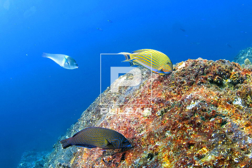 Peixe cirurgião , peixe tentilhão e labrídeo se alimentando de pólipos de coral - Parque Nacional de Komod