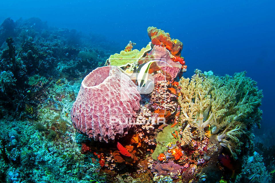 Peixe ídolo mourisco entorno de esponja barril e várias espécies de corais - Parque Nacional de Komodo - 