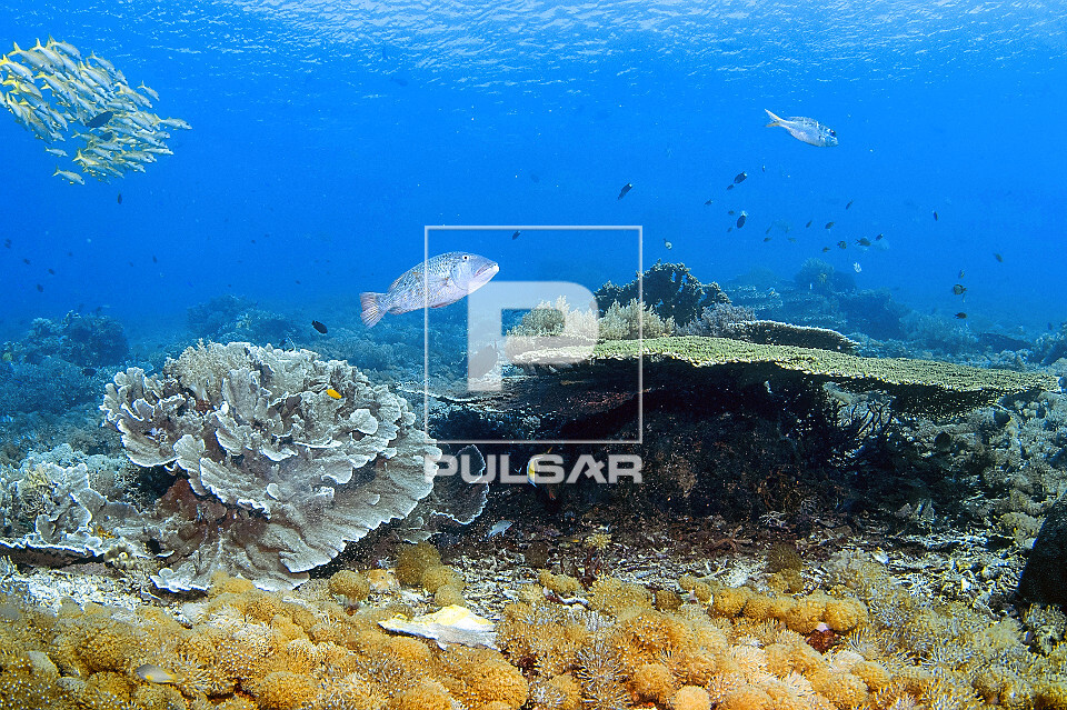 Recife de corais saudável com peixe imperador , cardume de mulídeos à esquerda , coral mole e coral tabulei