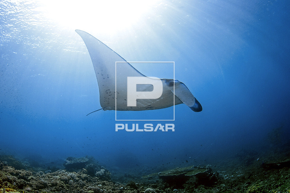 Arraia jamanta - Parque Nacional de Komodo - 