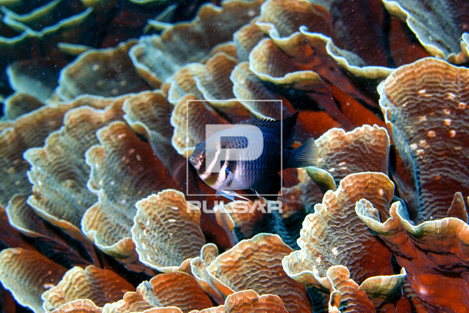 Donzelinha escondido em um coral pagoda - Parque Nacional de Komodo - 