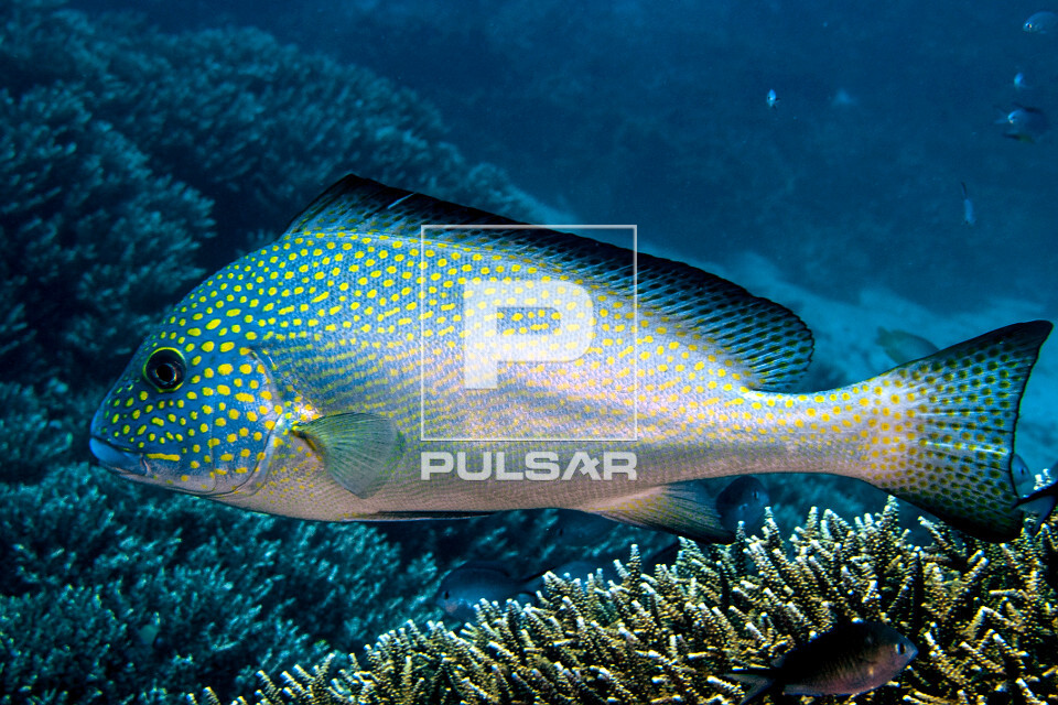 Peixe hemulídeo juvenil - Parque Nacional de Komodo - 