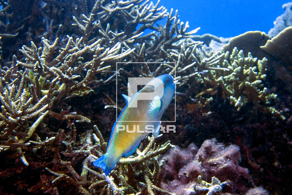 Peixe-papagaio entre galhos de um coral - Parque Nacional de Komodo - 