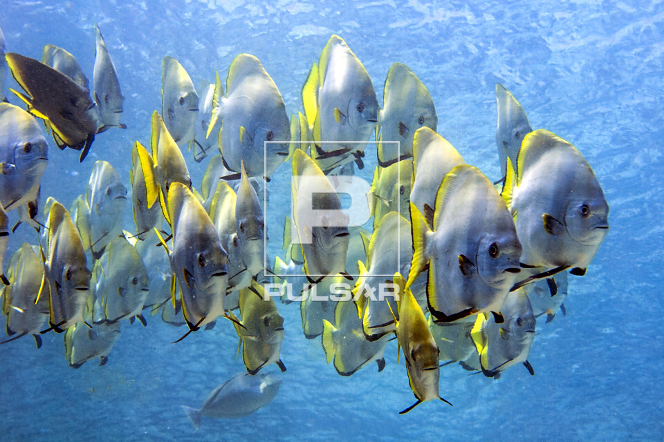 Cardume de peixe anjo dourado - Ilha de Sipadan - 