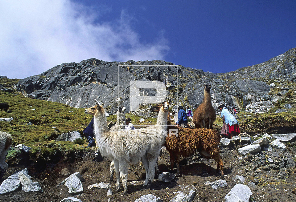 Lhamas no altiplano boliviano