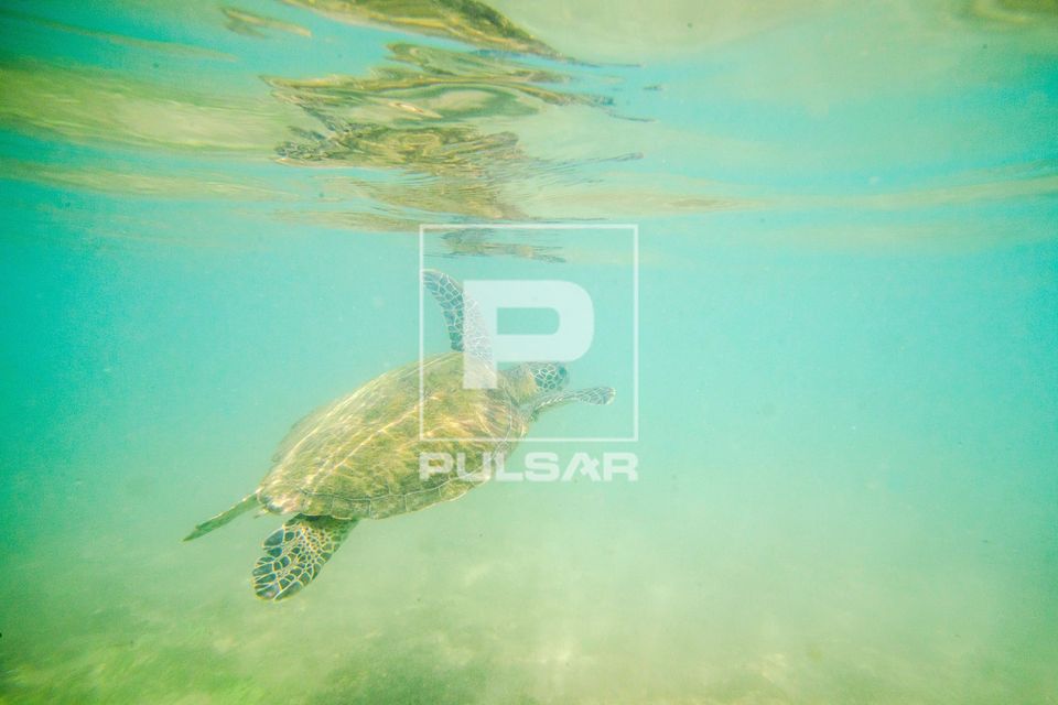 Tartaruga-verde ou tartaruga-aruanã na Praia do Porto - período de swell - Área de Proteção Ambiental Fer