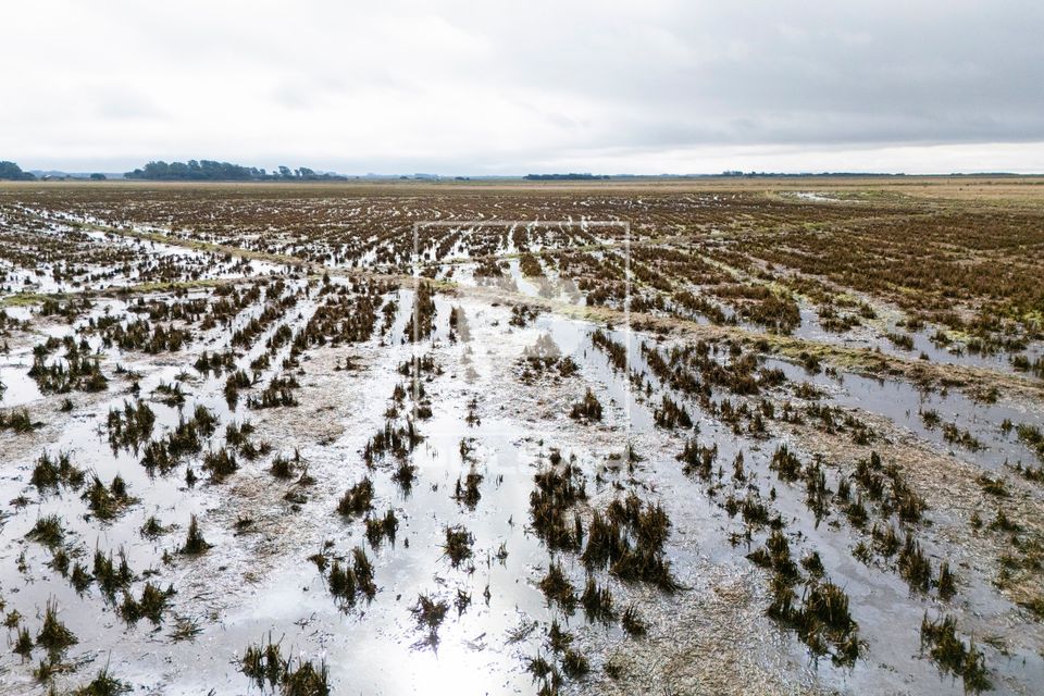 Vista de drone de arrozal abandonado devido as enchentes