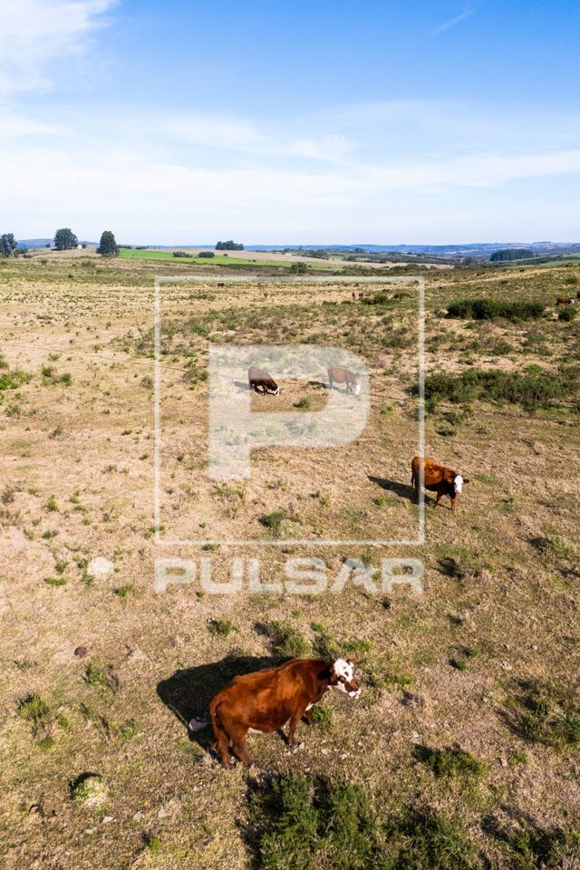 Vista de drone de gado bovino pastando nos campos nativos do Pampa