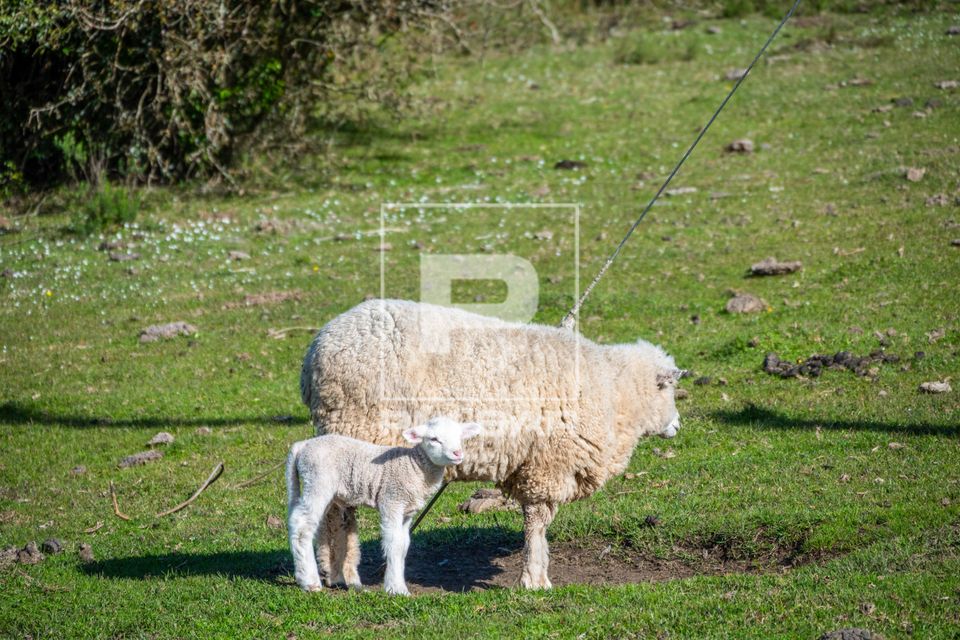 Ovelhas em pasto nativo do Pampa