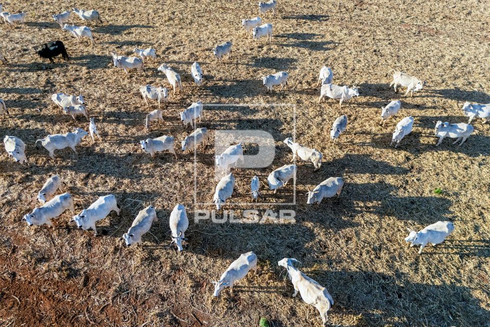 Vista de drone de gado bovino pastando em sobra de palhada da colheita de milho