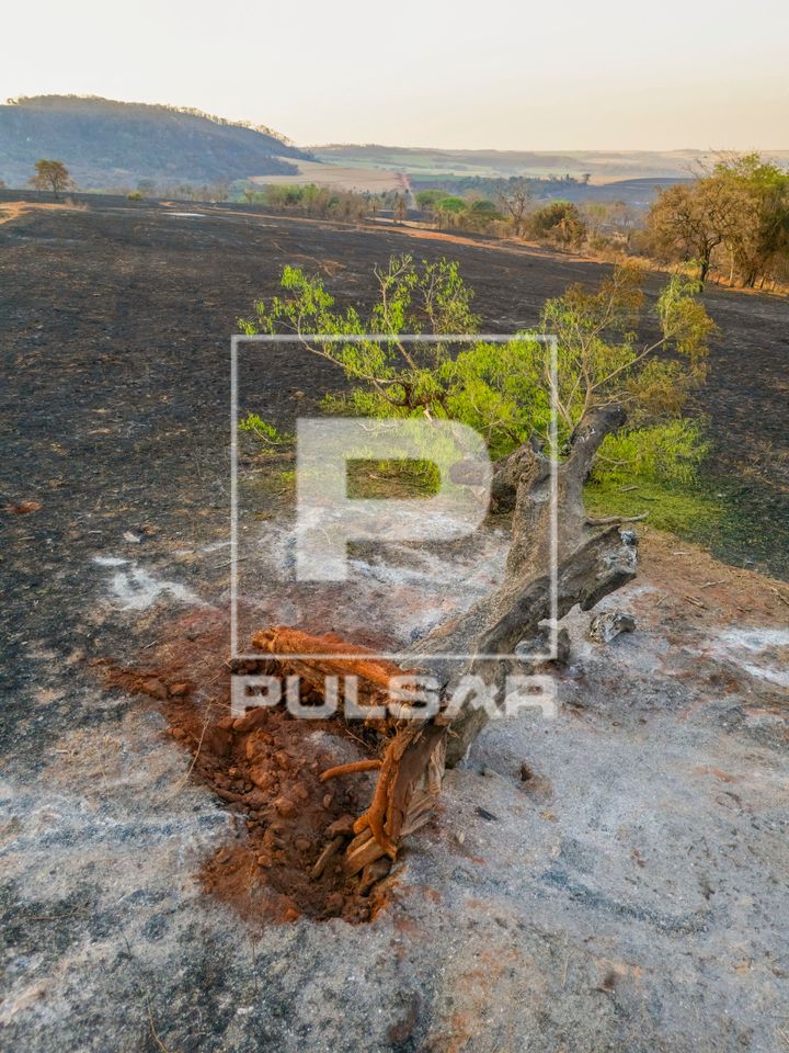 Tronco de árvore , plantações e mata nativa queimados após incêndio florestal durante a estiagem