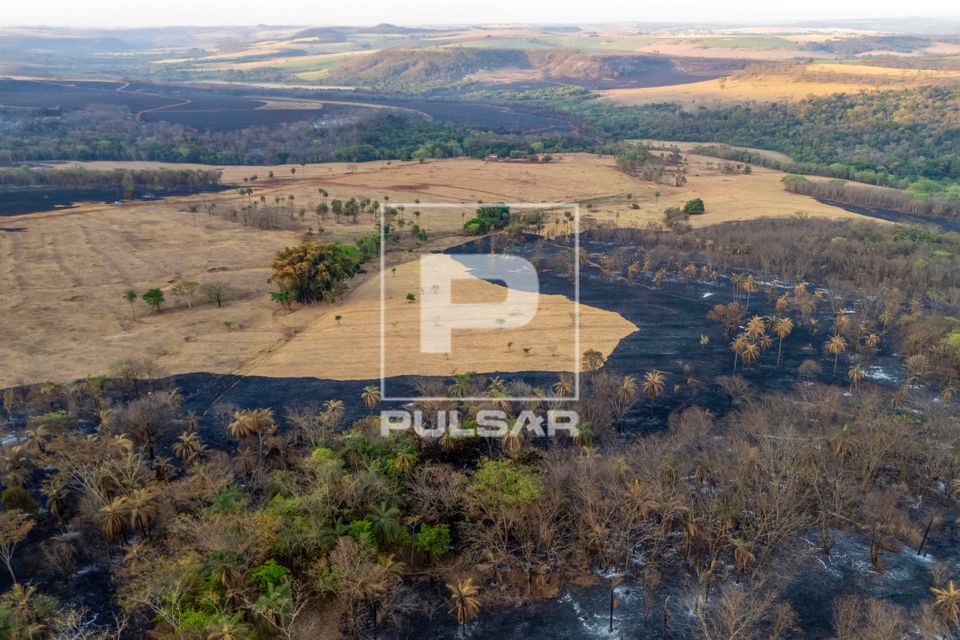 Plantação e mata nativa queimados após incêndio florestal durante a estiagem - Triângulo Mineiro