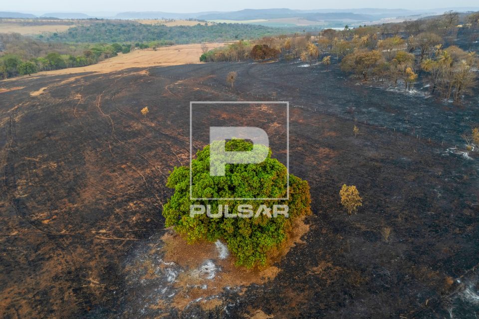 Plantação e mata nativa queimados após incêndio florestal durante a estiagem - Triângulo Mineiro