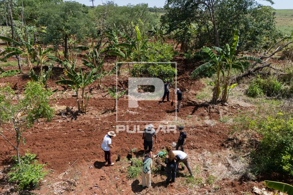 Mutirão para plantação no sistema agroflorestal - Assentamento Sepé Tiaraju