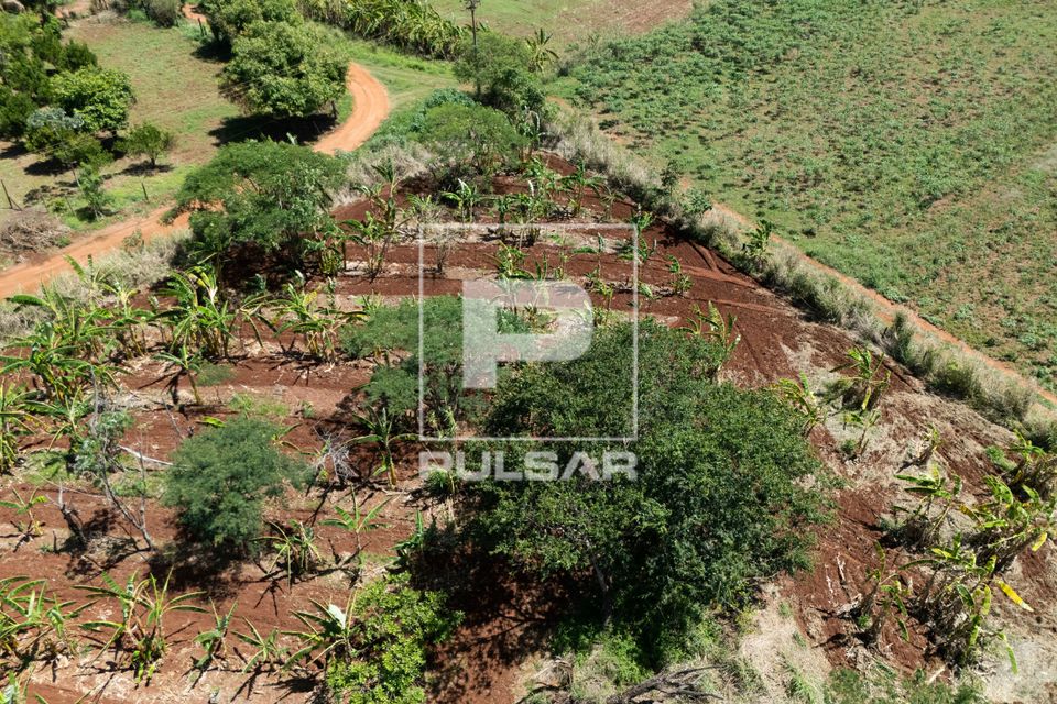 Plantação no sistema agroflorestal - Assentamento Sepé Tiaraju