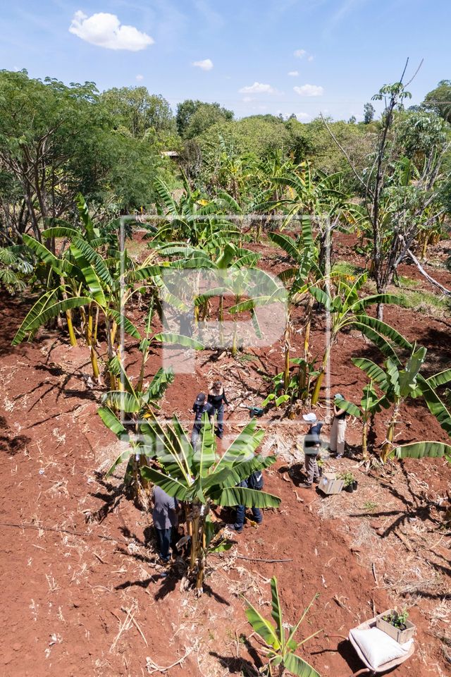 Mutirão para plantação no sistema agroflorestal - Assentamento Sepé Tiaraju